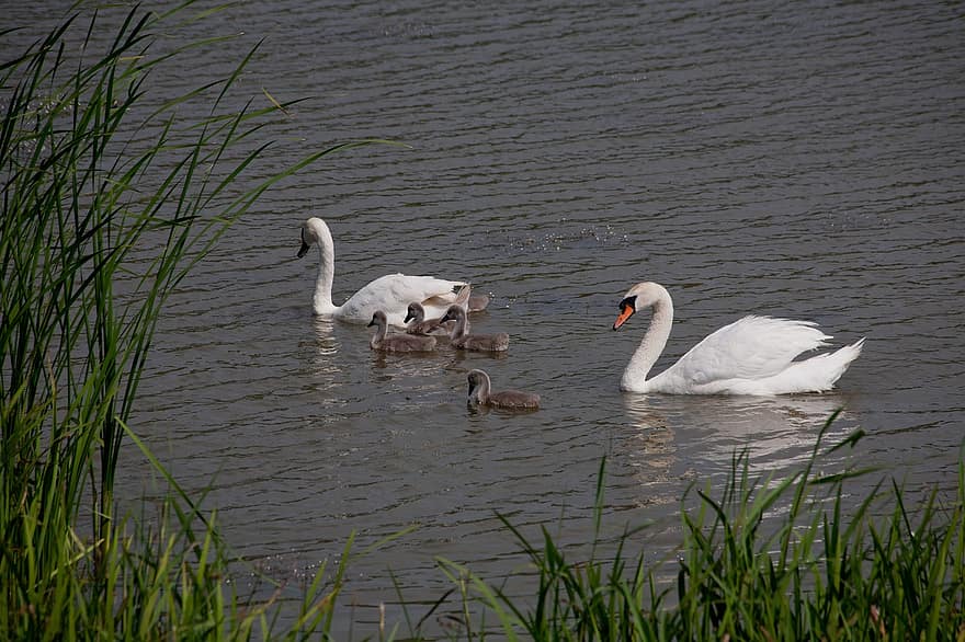 Swans, Birds, Lake, Family, Cygnets, Baby Swans, Waterfowls, Water Birds, Aquatic Birds, Animals, Water