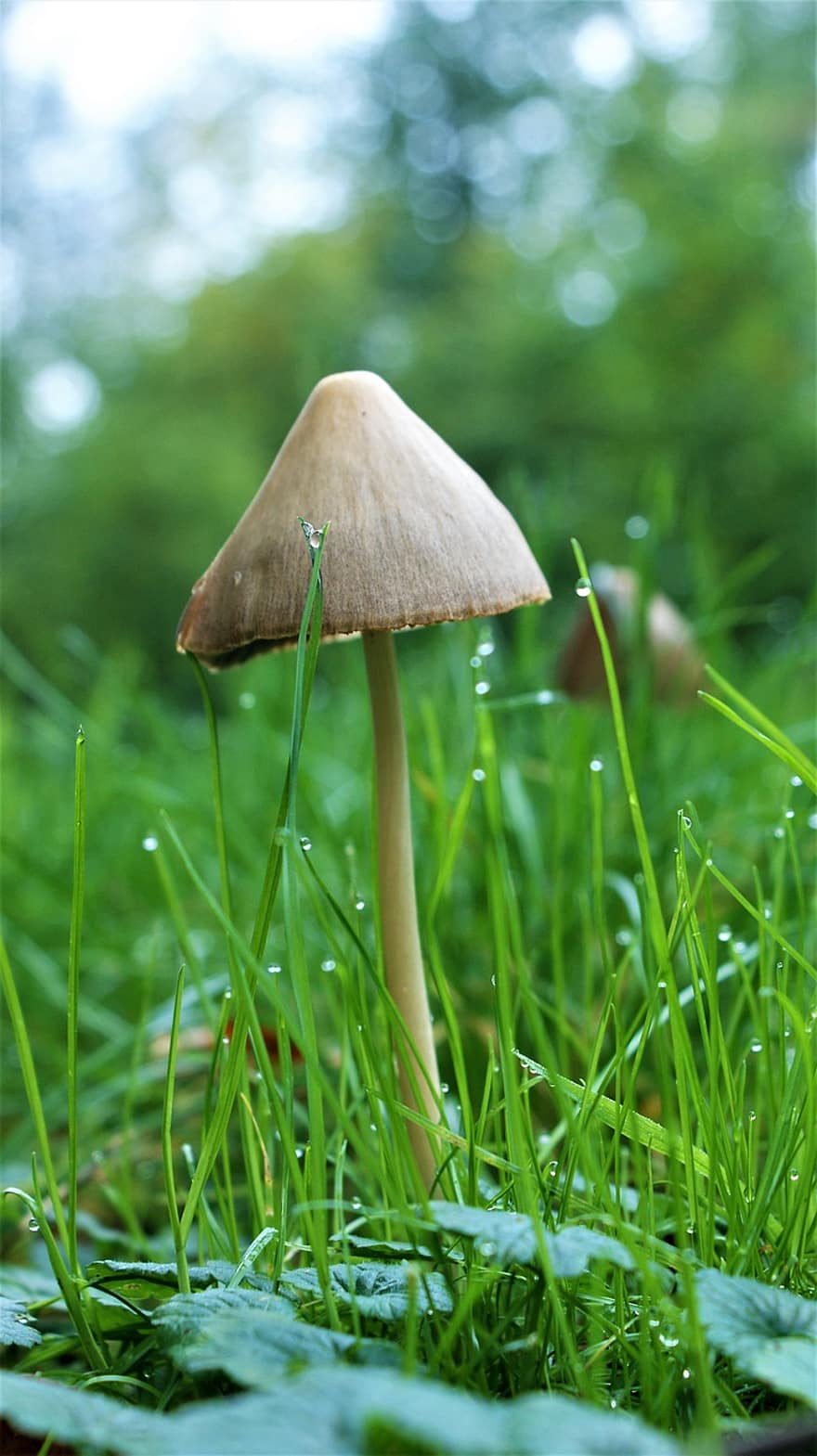 гриб, грибок, грибы, пластинчатый гриб, токсичный, микология, лес, Флора, роса, мох, мокрый