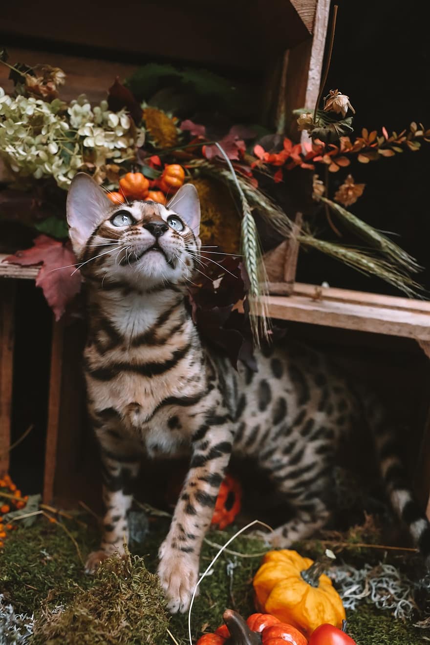 kočka, Bengálsko, Kočkovitý, kníry, podzim, domácí zvíře, domácí kočka