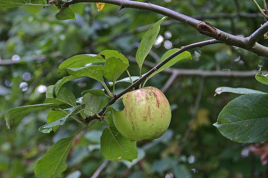 jablko, ovoce, větev, listy, jabloň, strom, rostlina, jídlo, organický, jabloňový sad, Příroda