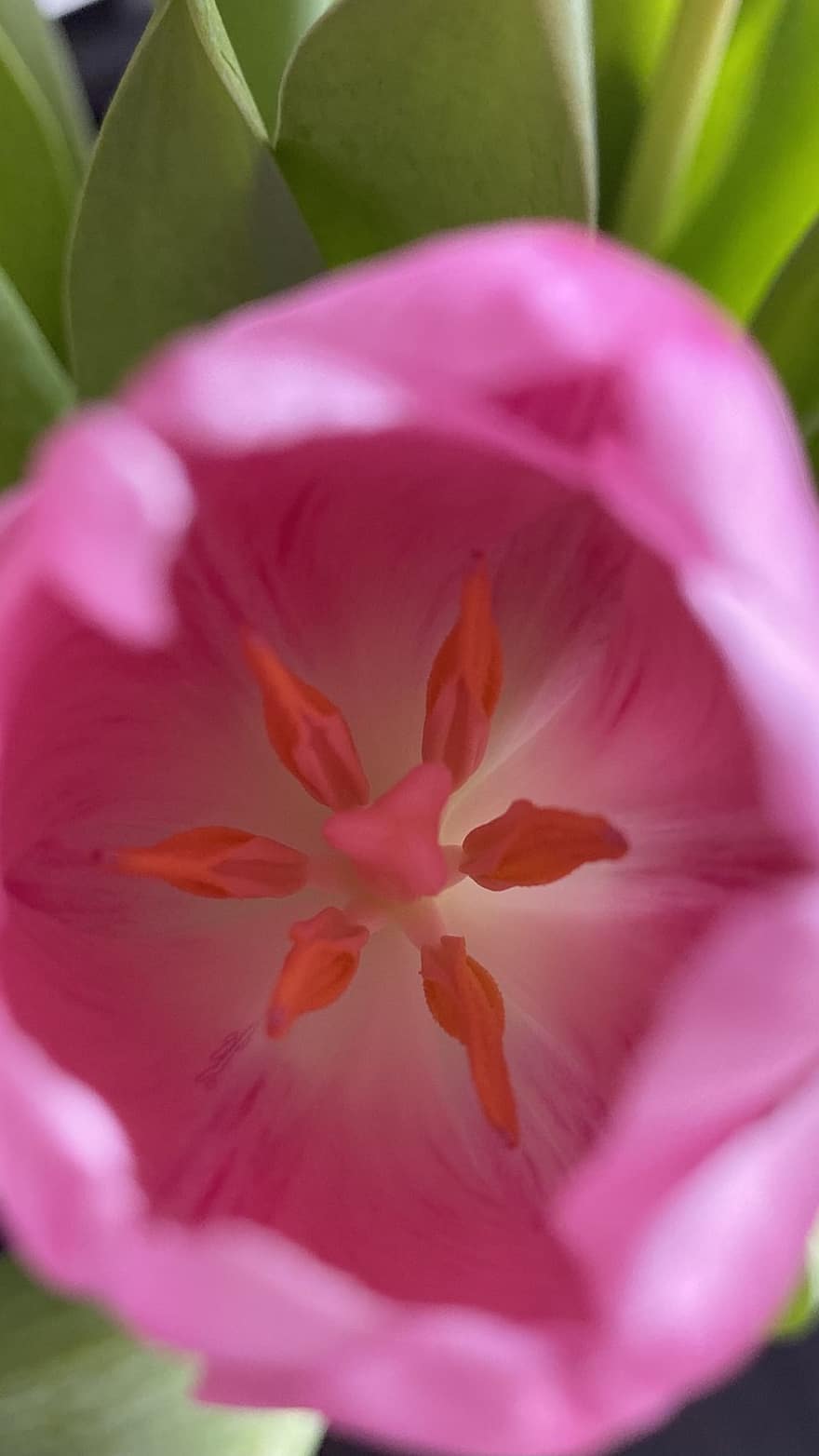 Blume, Tulpe, Pflanze, Natur, Frühling, blühen, Nahansicht, Blütenkopf, Blütenblatt, Blatt, pinke Farbe