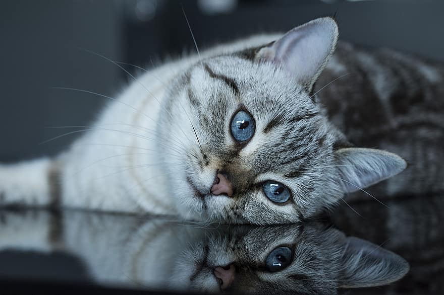 кішка, котячих, кошеня, портрет, котячий портрет, дивись, рефлексія, котячі очі, котячий профіль, дзеркальне відображення