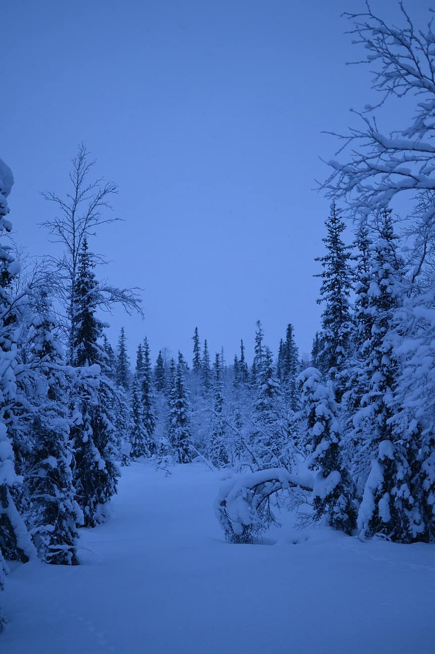 冬、雪、森林、木、針葉樹、雪の吹きだまり、霜、氷、コールド、風景、自然