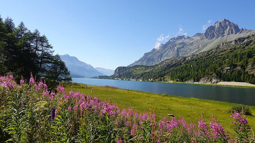 Lake, Mountains, Flowers, Plants, Graas, Nature