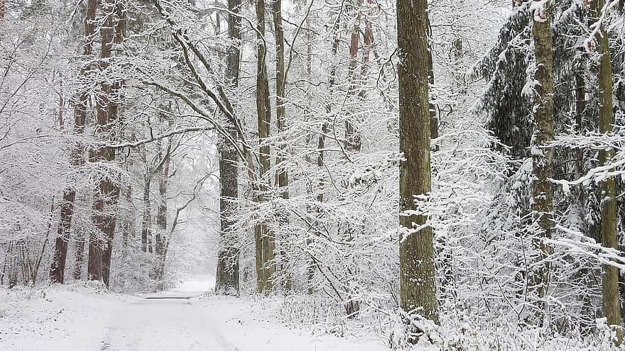 vinter, sne, Skov, træer, natur, skov, træ, sæson, landskab, frost, ingen mennesker