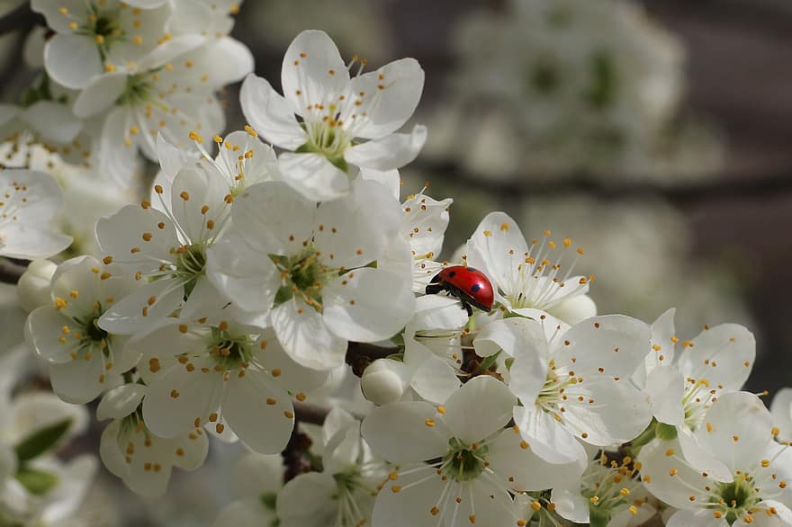 insecte, coccinelle, entomologie, pollinisation, macro, scarabée, prunellier, la nature, Floraison, printemps