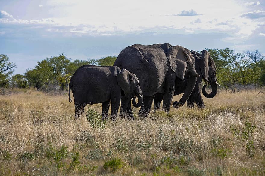 les éléphants, animaux, veau, famille, pachydermes, grands animaux, Grands mammifères, Afrique, mammifères, la nature, safari