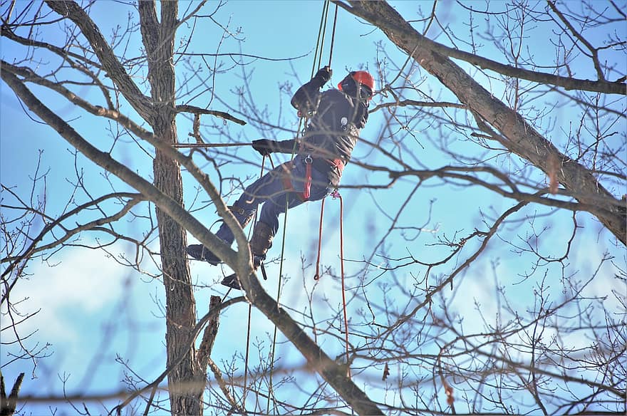 Tree, Cutter, Suspended, High Up, Tall Tree, Climbing Spikes, Boots, Equipment, Climbing Ropes, Timber, Lumber