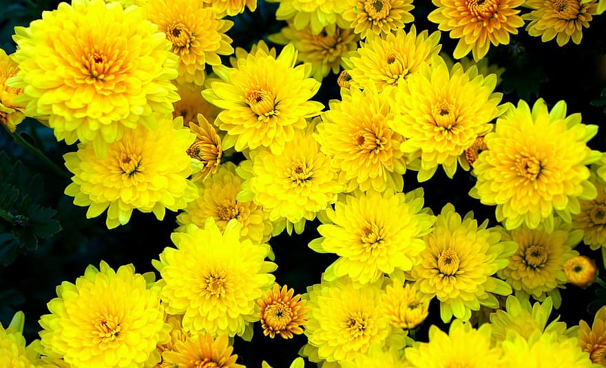 квіти, жовтий, цвітіння, айстри, Жовті айстри, жовті квіти, жовті пелюстки, флора, квітникарство, садівництво, ботаніка