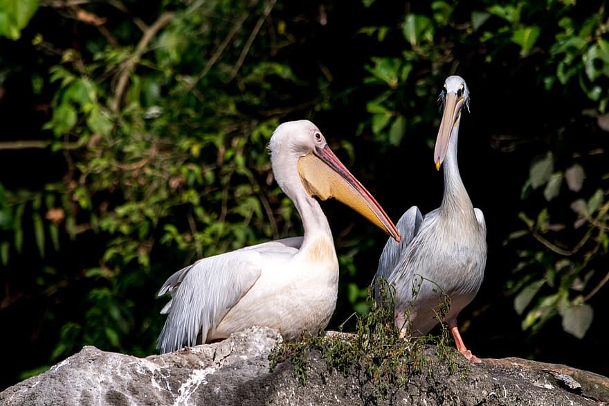 pelicanos, passarinhos, animais, aves aquáticas, pássaros aquáticos, penas, plumagem, bicos, selvagem, animais selvagens