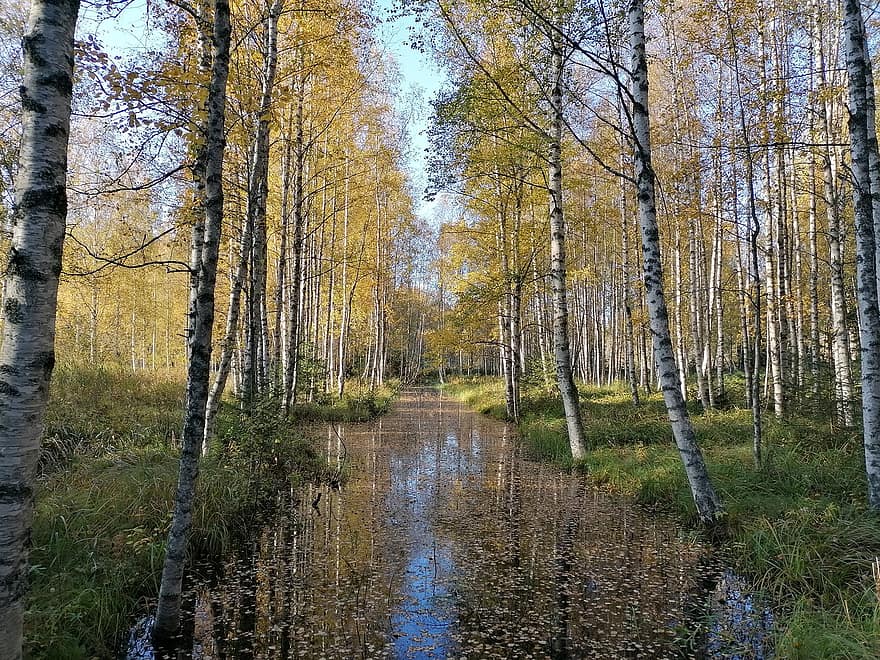 pohon, alam, hutan, di luar rumah, sungai, musim gugur, Birch