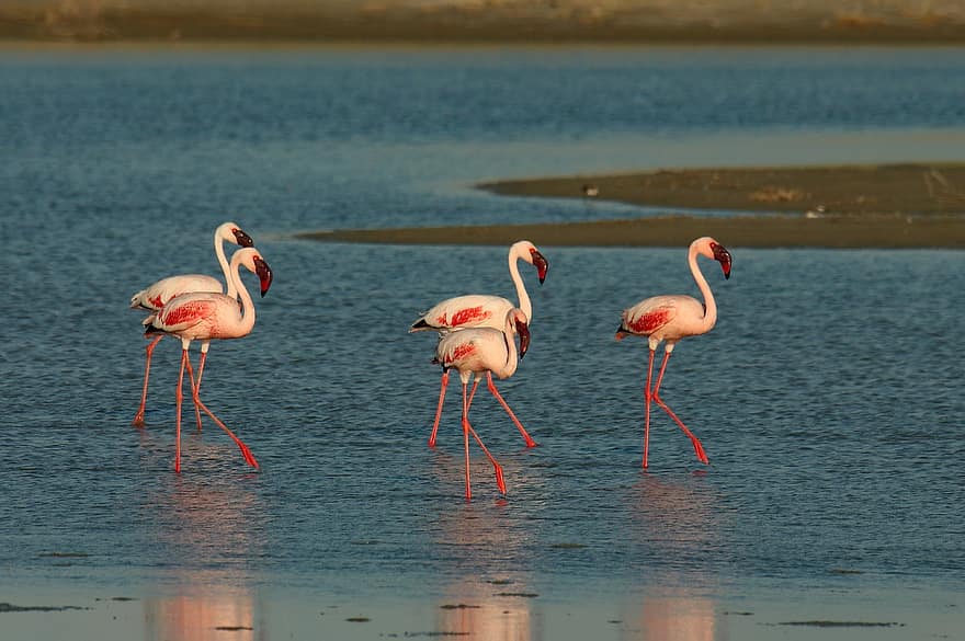 flamingi, ptaki, ptaki brodzące, morze