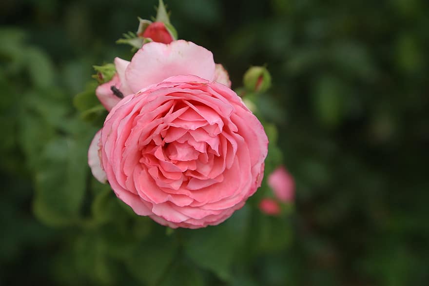 Роза, цветок, природа, розовые лепестки, цвести, цветение, завод, ботаника, садоводство, цветоводство
