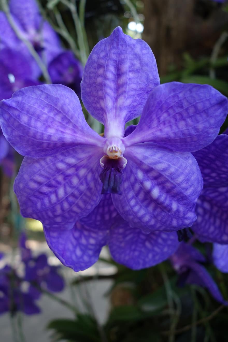vanda, orkide, blomma, Blå Vanda, blå orkidé, lila blomma, kronblad, växt, natur