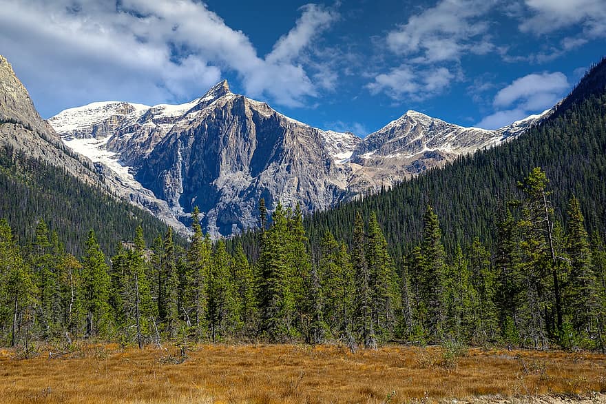 les montagnes, des arbres, forêt, lac émeraude, des pierres, réflexion, eau claire, Montagne Rocheuse, Canada, Amérique du Nord, Alberta