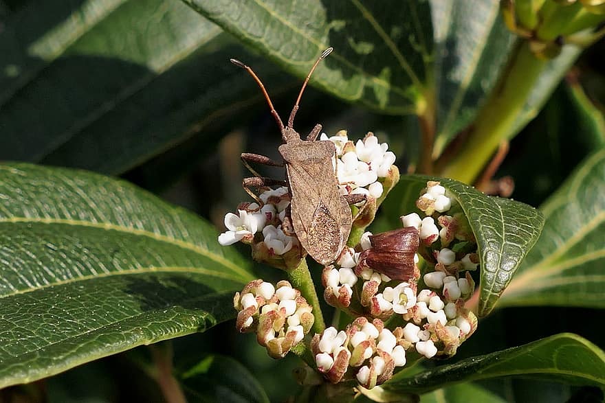 Bug, Insect, Pest, Garden, Nature, Spring, Flowers
