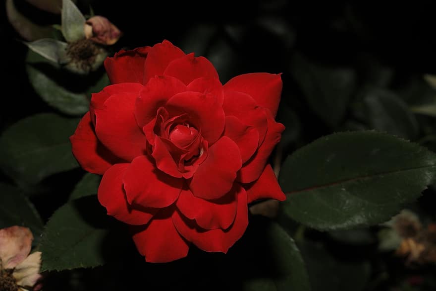 роза, цвете, растение, флорибунда, червена роза, червено цвете, листенца, разцвет, листа, пружина, градина