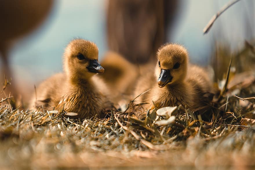 greylag goose, goslings greylag, ห่าน, นก, เครื่องแต่งตัว, จะงอยปาก, สัตว์, goslings, เจี๊ยบ, น่ารัก, เป็ด