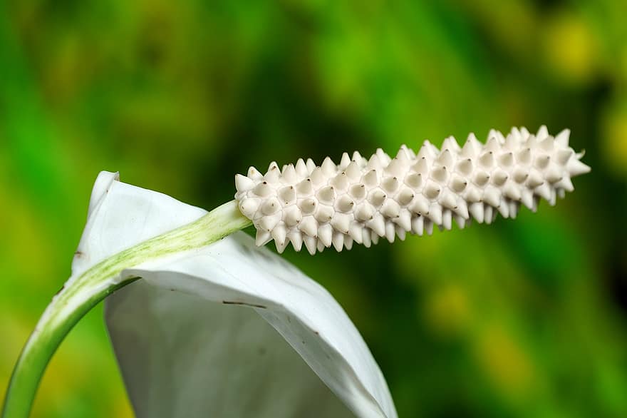 Anthurium, laceleaf, flor blanca, naturaleza, macro