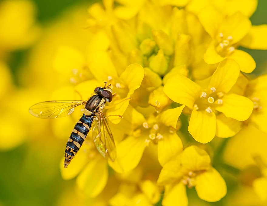hoverfly, vabzdys, gėlės, nektarai, geltonos gėlės, „Marmelade Hoverfly“, gyvūnas, sodas, pobūdį