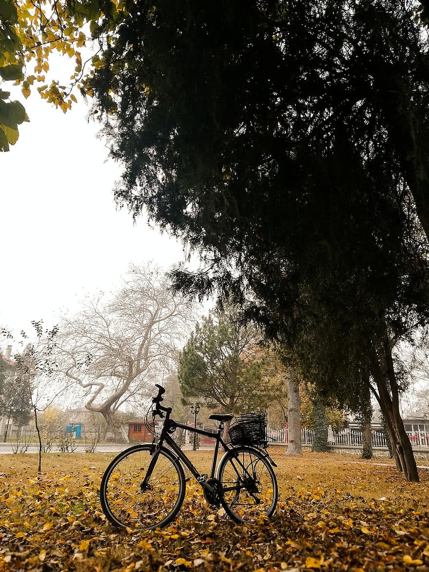 sepeda, Daun-daun, pohon, sepeda kerikil, jalan, taman, musim gugur, bersepeda, daun, olahraga, siklus
