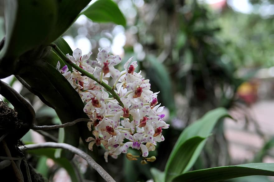 orkideer, blomster, hage, petals, orkidéblomstrer, blomst, blomstre, flora, planter