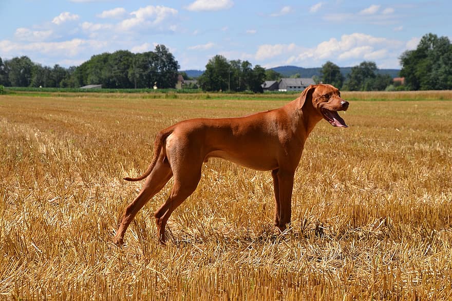 šuo, apsaugos šuo, veislinis šuo, didelis, kailiai, ruda, blizgantis, stovėti, lauke, paplotė