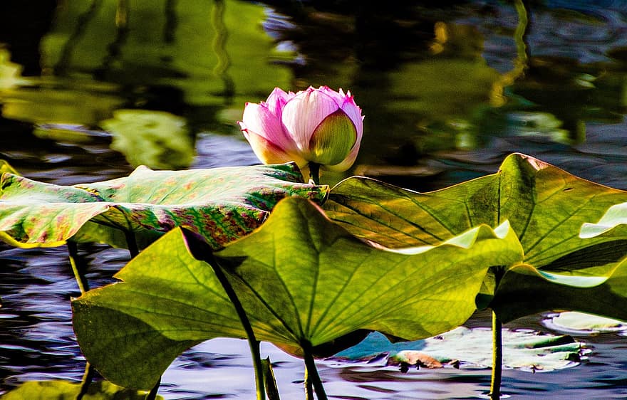 loto, flor, hojas, planta, lirio de agua, flor rosa, hojas de loto, floración, planta acuática, flora, estanque