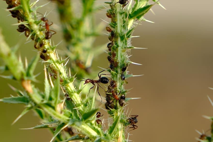fourmis, insecte, chardon, plante, tige, feuilles, les épines, épineux, Prairie, la nature