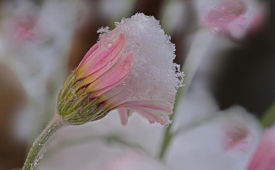 gelata tardiva, neve primaverile, nevoso, nevicato, fiore, fiorire, fioritura, avvicinamento, pianta, petalo, foglia