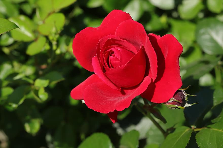 Rose, Flower, Spring, Plant, Red Rose, Red Flower, Bloom, Spring Flower, Garden, Nature, close-up