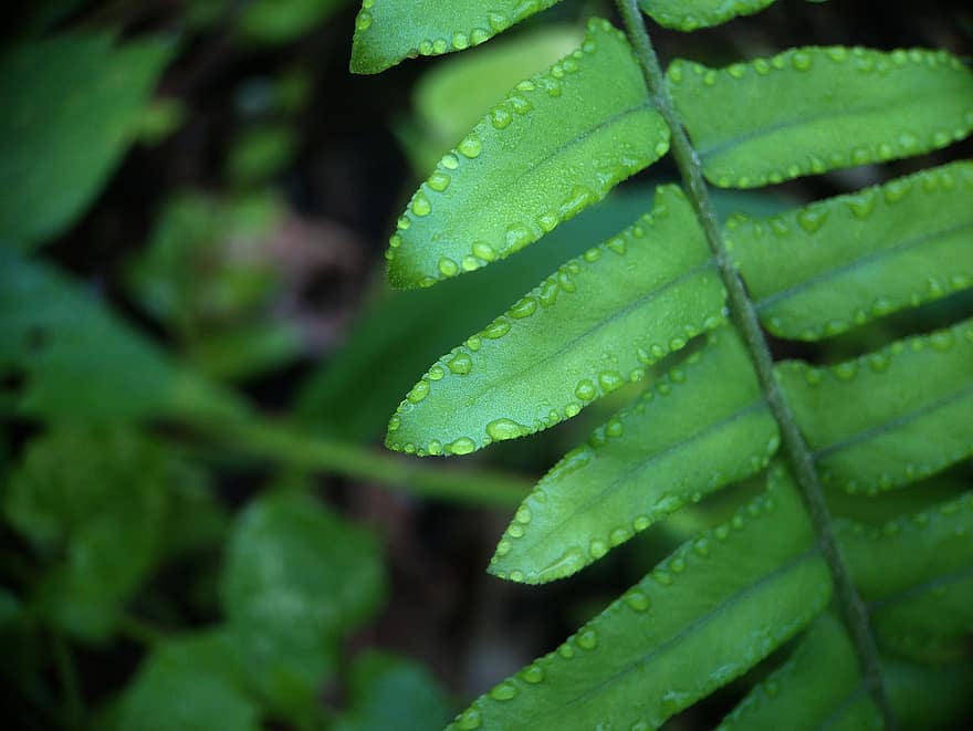 natürlich, Wald, Blätter, Farn, Kalimantan, Blatt, grüne Farbe, Pflanze, Nahansicht, Makro, Sommer-