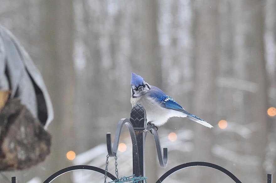 Blue Jay, Nature, Wildlife, Forest, beak, feather, animals in the wild, winter, close-up, one animal, branch