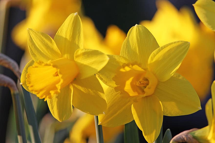 narcisos, flores, plantar, narciso, pétalas, flores amarelas, flores da primavera, flor, Primavera, início da primavera, prenúncio da primavera