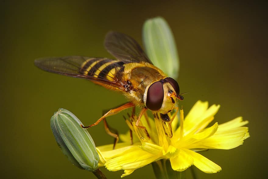 hoverfly, mosca, inseto, macro, mundo animal, polinização