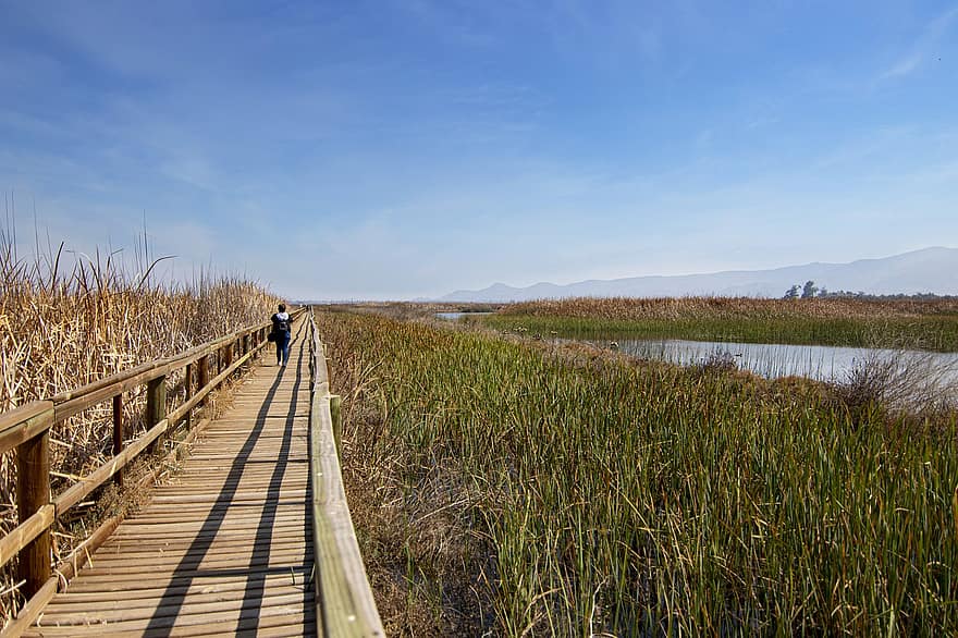 Lagoon, Bridge, Walkway, Walk, Wetland, Gazebo, Promenade, Reeds, Gateway, Lookout, Nature