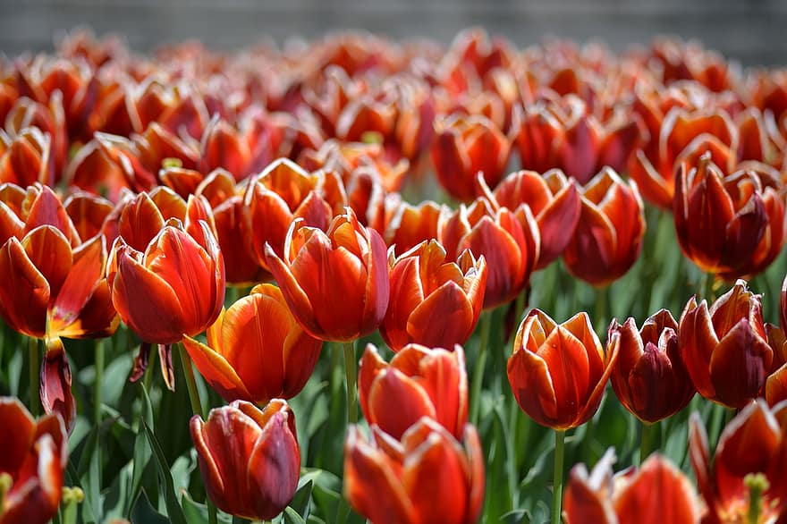 tulipes, fleurs, champ, Floraison, fleur, épanouissement, les plantes, flore, botanique, la nature, jardin