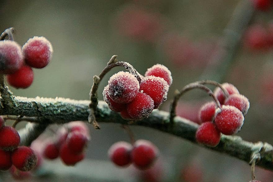 Beeren, Winter, Frost, Natur, Nahansicht, Obst, Ast, Blatt, Frische, Pflanze, reif