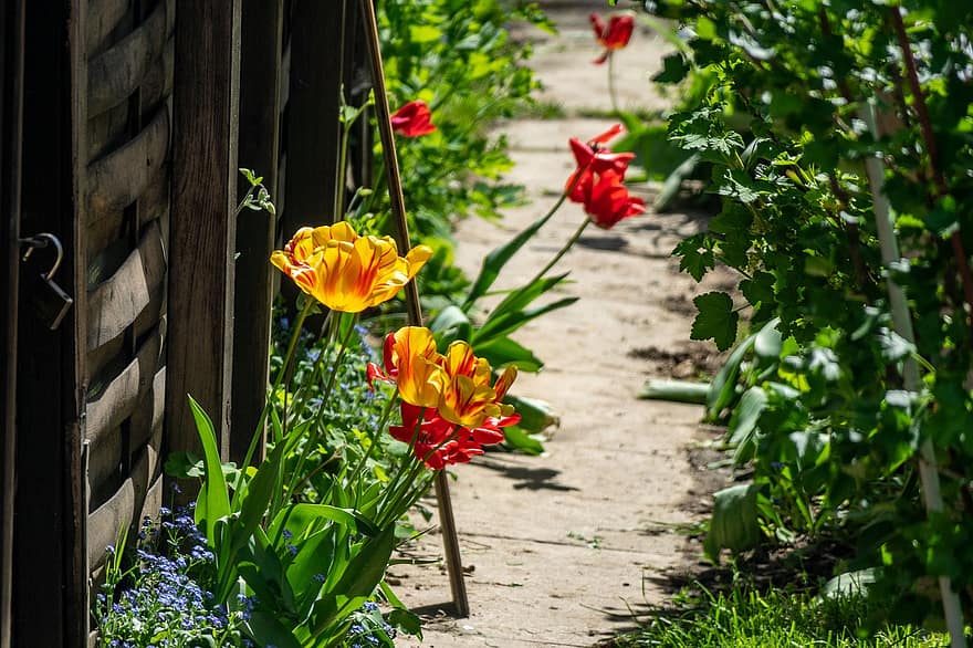 květ, zahrada, jaro, tulipány, botanika, růst, rostlina, letní, zelená barva, tulipán, květu hlavy