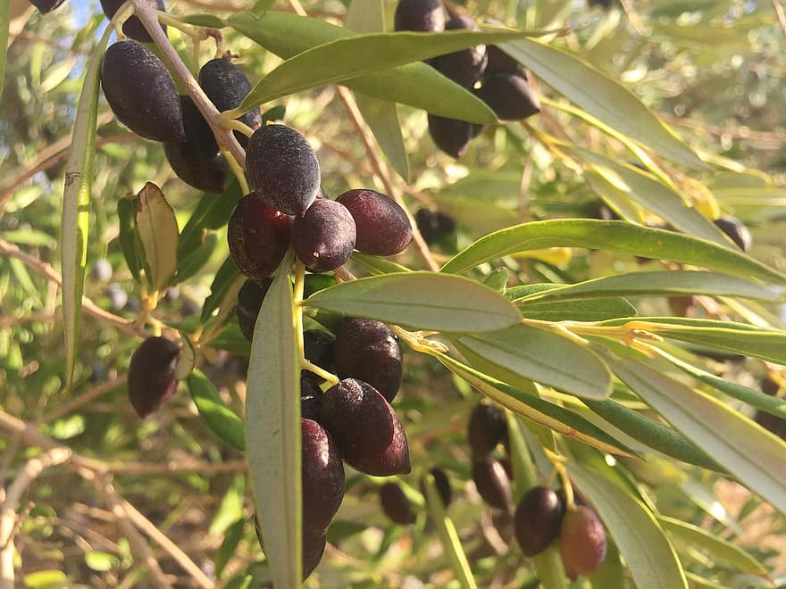 oliver, olivträd, natur, oliv, lantbruk, grön färg, frukt, gren, blad, växt, friskhet