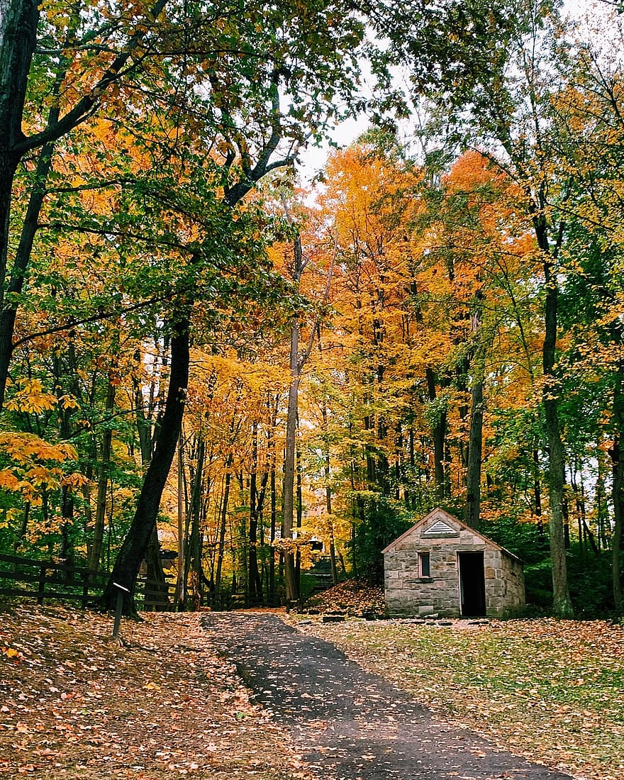 rudenį, medžiai, kelias, lapai, medis, kraštovaizdį, spalvinga, vaikščioti