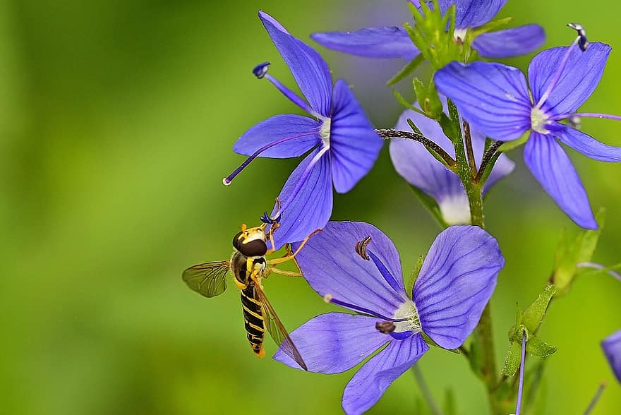 flori, insectă, hoverfly, a închide, vară, plantă, floare, polenizare, floră, frumuseţe