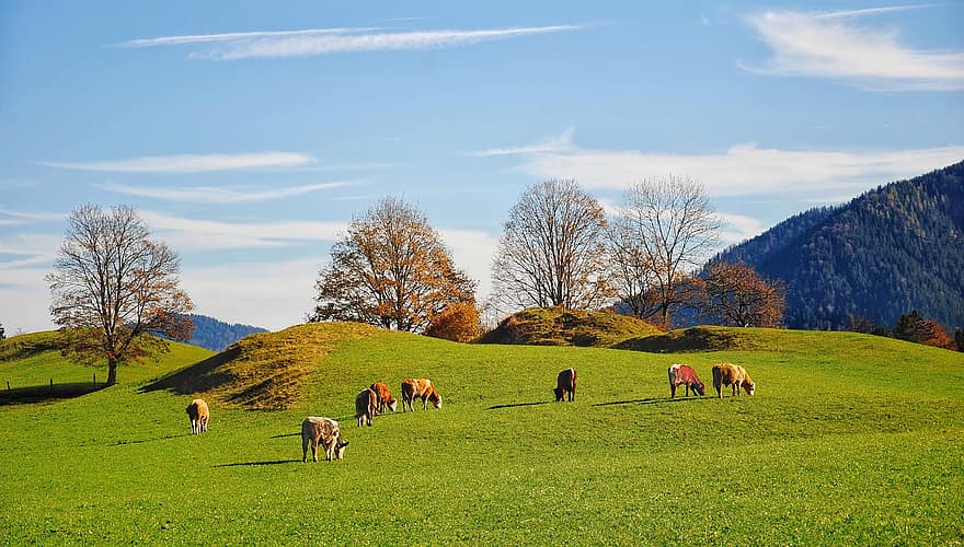 Mountains, Cows, Cattle, Trees, Clouds, Scenic, Alpine, Forest, Nature, Autumn