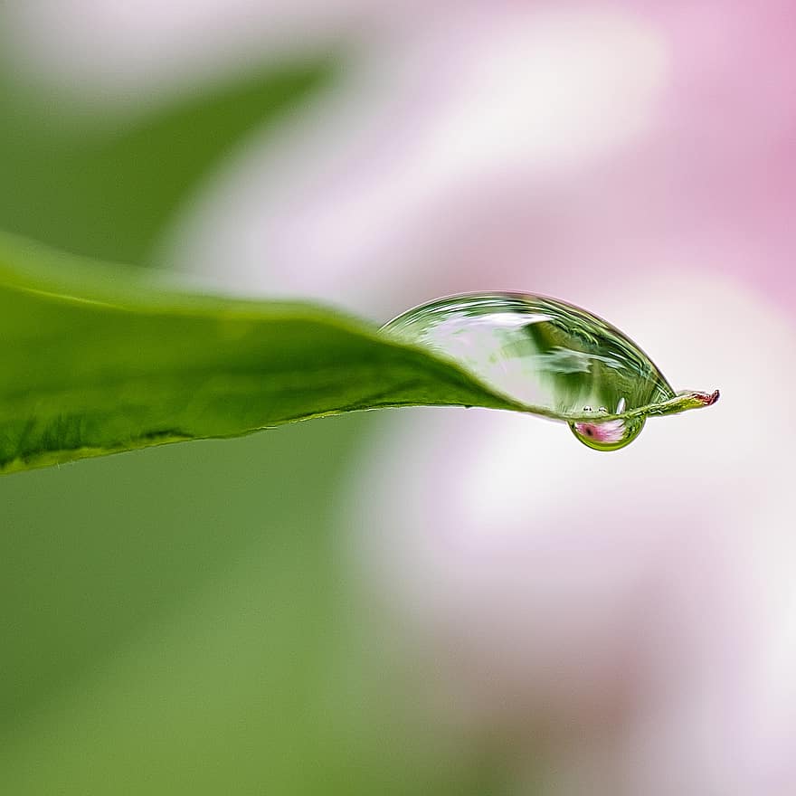 Leaf, Drop, Reflection, Dew, Raindrop, Gentle