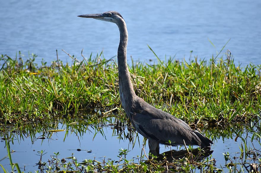 Bird, Crane, River, Nature, Water, Avian, Wildlife, Birdwatching, animals in the wild, beak, feather