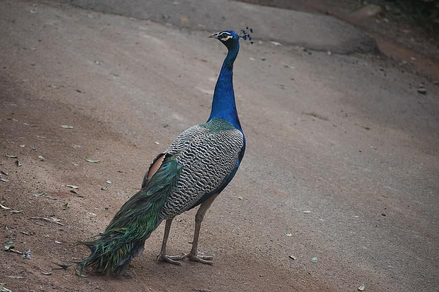 Peacock, Bird, Animal, Peafowl, Plumage, Beak, Wild, feather, multi colored, blue, animals in the wild