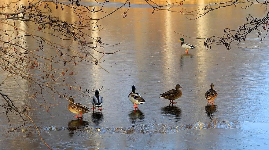 Frozen Lake, Ducks, Winter, Nature, Birds, water, beak, pond, duck, animals in the wild, feather