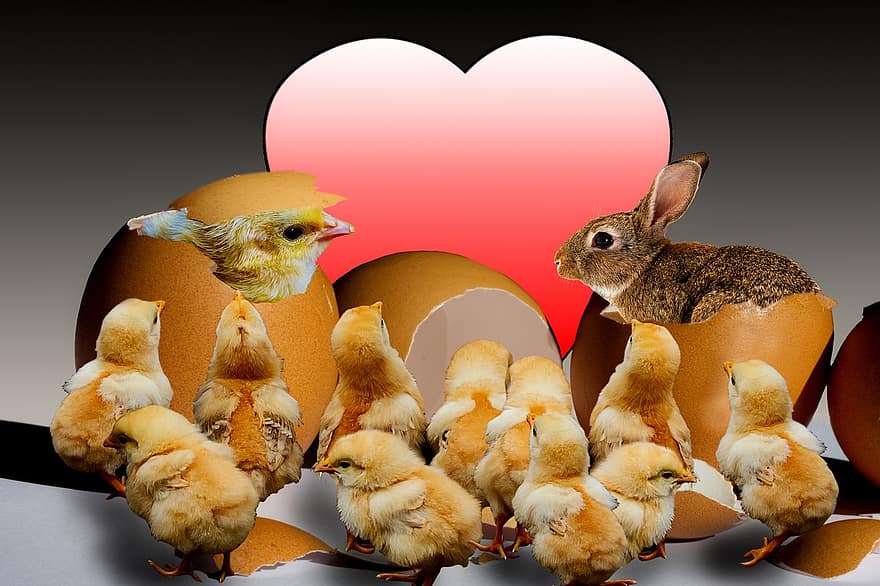 Velykų, Velykų kiaušiniai, pavasaris, viščiukai, Velyku Triusis, neapykanta, Velykų sveikinimas, atvirukas, Velykų tema, meilė