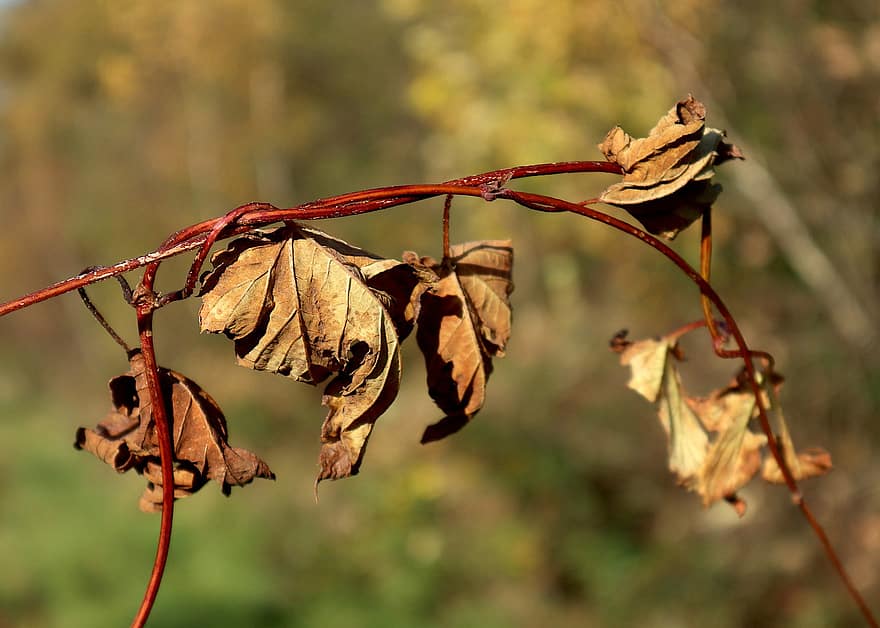 hojas, seco, otoño, marchito, hojas secas, follaje, rama, planta, naturaleza