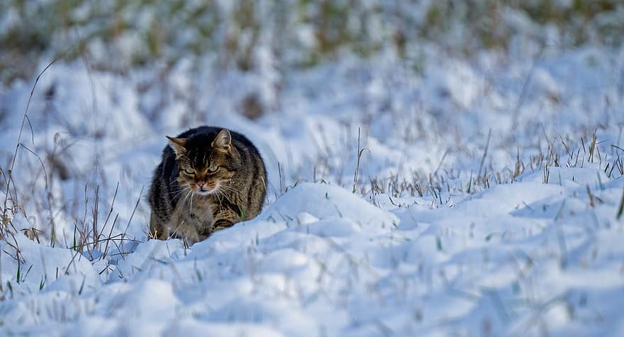 kissa, juovikas kissa, lumi, lemmikki-, eläin, kotikissa, kissan-, nisäkäs, pörröinen, söpö, talvi-